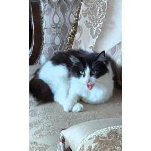 Image of Remmy, Lost Cat