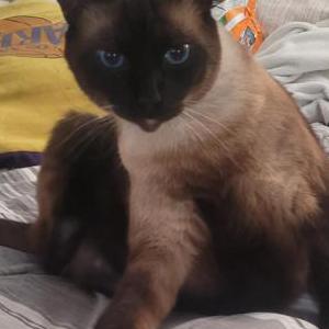Image of Thunder, Lost Cat
