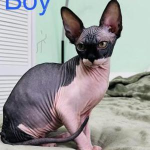 Image of Batman, Lost Cat