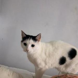 Image of Sookie, Lost Cat