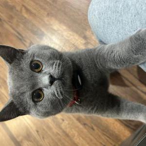 2nd Image of Diego, Lost Cat