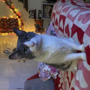 Image of Wayne, Lost Cat