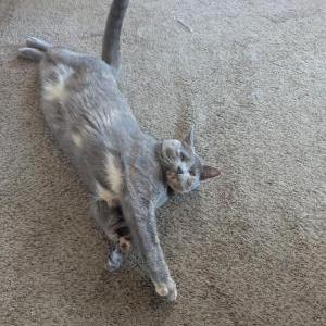 Image of Pookie, Lost Cat
