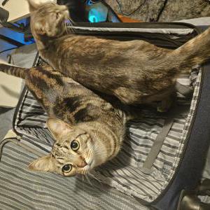 Image of Biscuits, Lost Cat