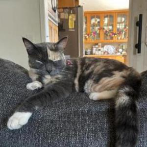 Image of Momo, Lost Cat