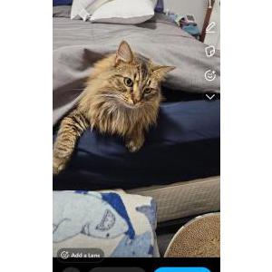Lost 2 Fluffy (IL)