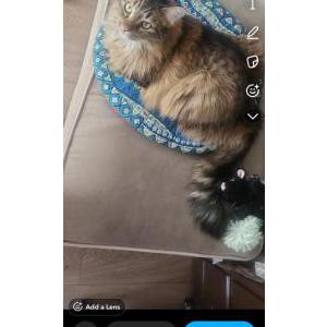 2nd Image of Fluffy, Lost Cat