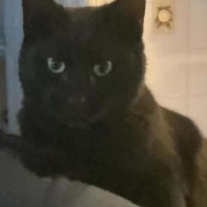 Image of JJ, Lost Cat