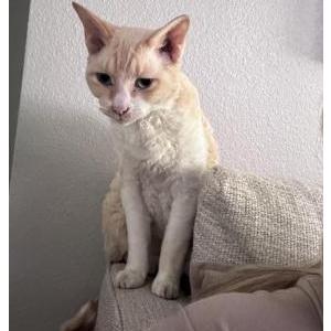 Image of Finn, Lost Cat