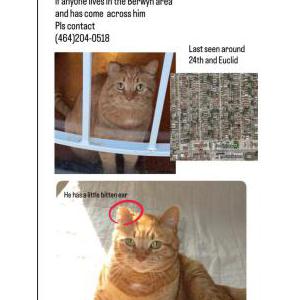 Image of Cheese, Lost Cat