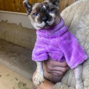 Image of Coco, Lost Cat