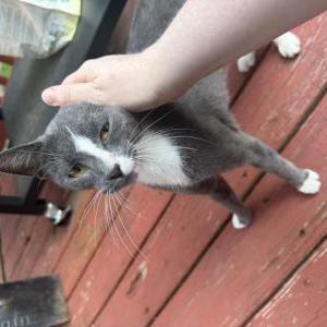 Image of Unknown, Found Cat