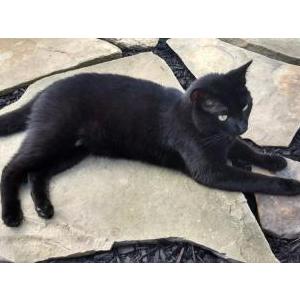 Image of Thor, Lost Cat