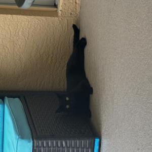 Image of Jade, Lost Cat