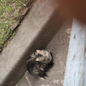Image of Unknwn, Found Cat
