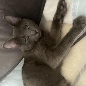 Image of Toasty, Lost Cat