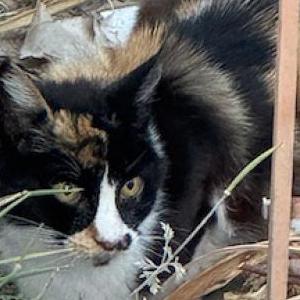 Image of unknown, Found Cat