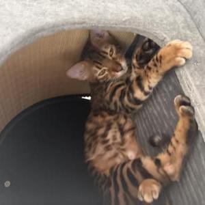 Image of Zelada, Lost Cat