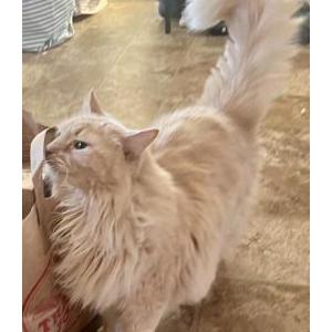 Image of Danny, Lost Cat