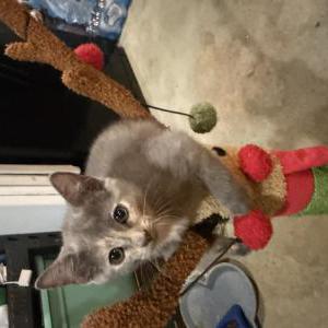 Lost Cat Fluffy
