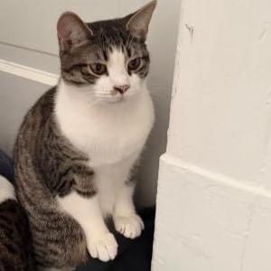 Image of Cavill, Lost Cat