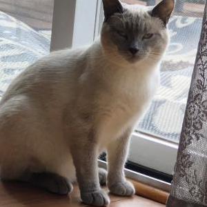 Image of Nimbus, Lost Cat