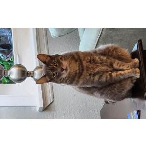 Image of Annie, Lost Cat