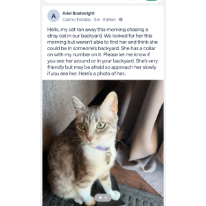 Image of Luna, Lost Cat