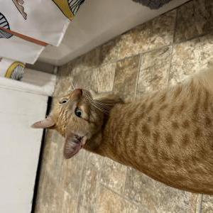 Image of Unknown, Found Cat