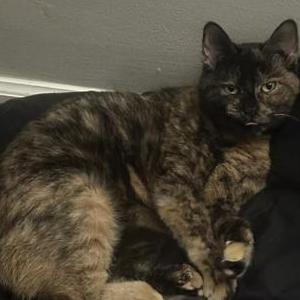 Image of Michi, Lost Cat