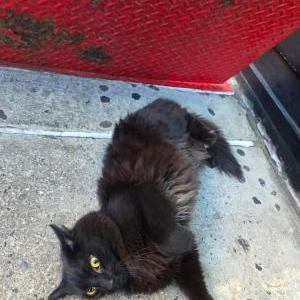 Image of Carmen, Lost Cat