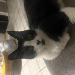 Image of Gypsy, Lost Cat