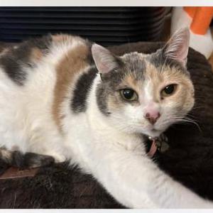 Image of Candy Corn, Lost Cat