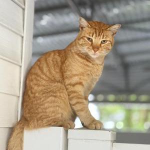 Lost Cat Garfield