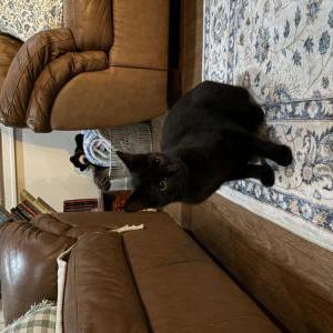 Image of Unknown Black Kitty, Found Cat