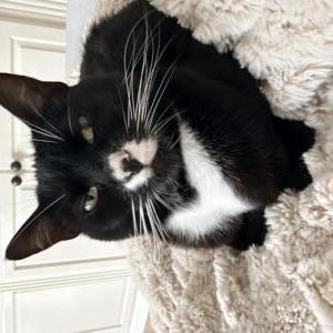 Image of Mittens, Lost Cat