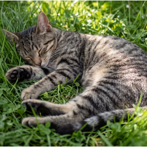 Image of Unknown, Found Cat