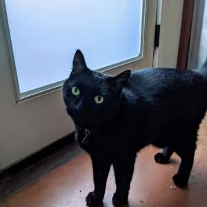 Image of Casper, Lost Cat