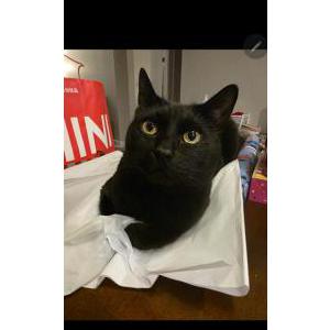 Image of Binx/kitty, Lost Cat