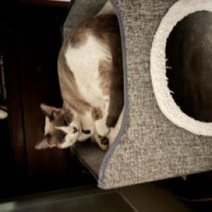 Image of Pepper, Lost Cat