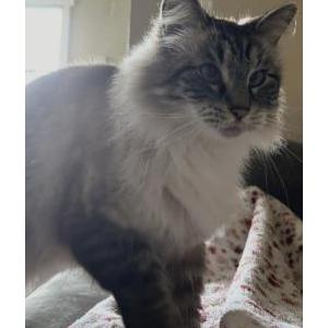 Image of Cooper, Lost Cat