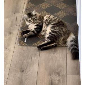 Image of Luna, Lost Cat