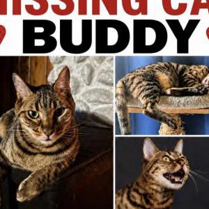 Image of Buddy, Lost Cat
