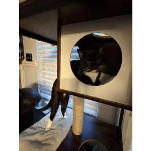 Image of Boots, Lost Cat