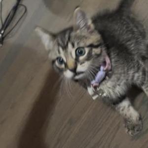 Image of Mimi, Lost Cat