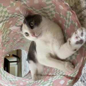 Image of Estella, Lost Cat