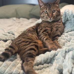 Image of Stud, Lost Cat