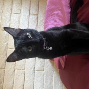 Image of Mittens/ mitty, Lost Cat