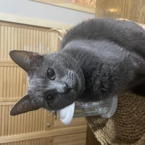 Image of Viley, Lost Cat