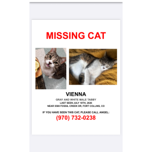 Image of Vienna, Lost Cat